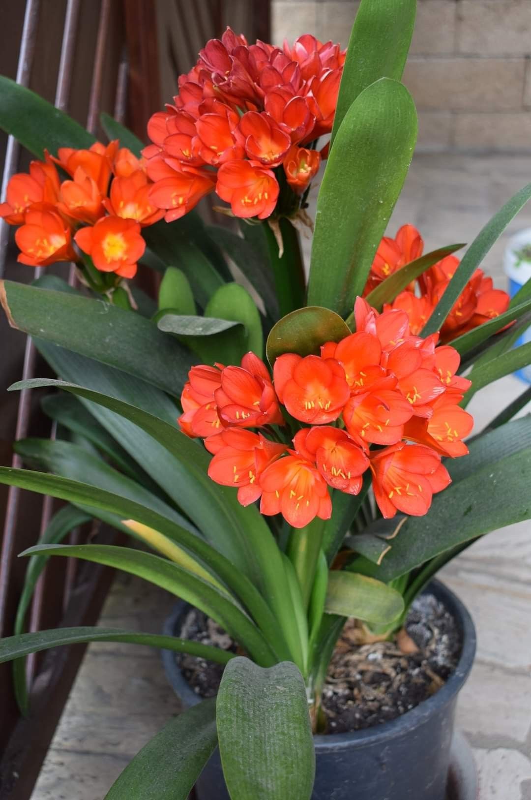 8 loại cây trấn nhà giữ của: Hít một hơi thấy khỏe, mở mắt đã thấy Thần Tài ghé thăm!- Ảnh 1.