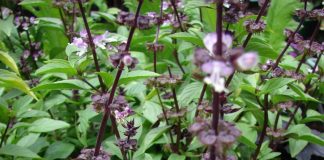 Vì sao nên trồng chậu cây Húng Quế trong nhà? Nhiều công dụng từ sức khỏe tới phong thủy