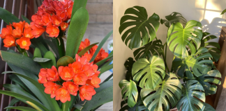 8 loại cây trấn nhà giữ của: Hít một hơi thấy khỏe, mở mắt đã thấy Thần Tài ghé thăm!