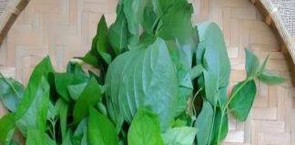 Rau ngót “đại kỵ” với những người này, chớ dại ăn vào kẻo rước họa vào thân