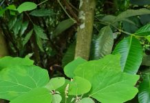 Bùng bục hay cây bông bét có những công dụng gì ?