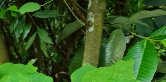 Bùng bục hay cây bông bét có những công dụng gì ?