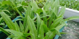 Diếp thơm loại rau bình dân ăn vào bổ mắt, chắc xương lại trồng rất đơn giản, gieo đâu cũng sống được