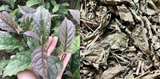 Nước xạ đen không phải thần dược, 5 người này càng uống càng sinh bệnh