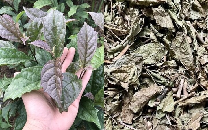 Nước lá xạ đen có tác dụng hạ huyết áp nhẹ