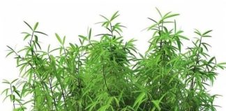 Công dụng bất ngờ của lá tre đối với sức khỏe: Tưởng bỏ đi nhưng lại là “thần dược” tự nhiên