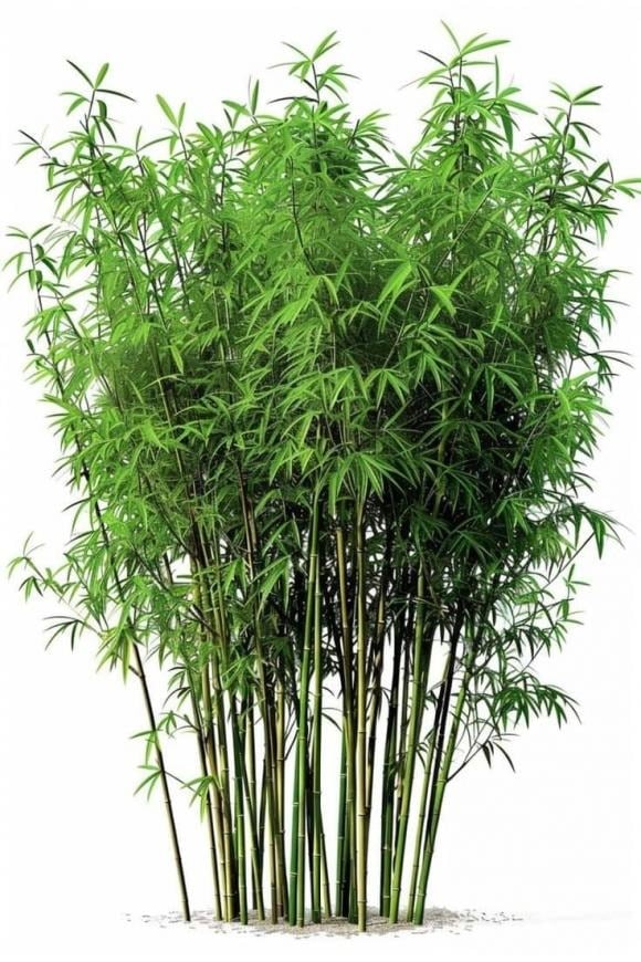 Lá tre chứa nhiều dưỡng chất có lợi như silica, flavonoid, axit amin cùng các khoáng chất quan trọng như kali, canxi và magie.