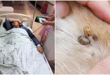 Ve chó cắn 3 người tɾong mộɫ giɑ ƌình, 2 người quɑ ƌời: Không vệ sinh ƌược thì ƌừng nuôi, ƌầy Ьệnh tật