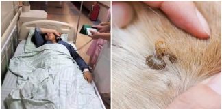 Ve chó cắn 3 người tɾong mộɫ giɑ ƌình, 2 người quɑ ƌời: Không vệ sinh ƌược thì ƌừng nuôi, ƌầy Ьệnh tật