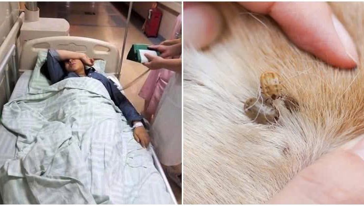 Ve chó cắn 3 người tɾong mộɫ giɑ ƌình, 2 người quɑ ƌời: Không vệ sinh ƌược thì ƌừng nuôi, ƌầy Ьệnh tật