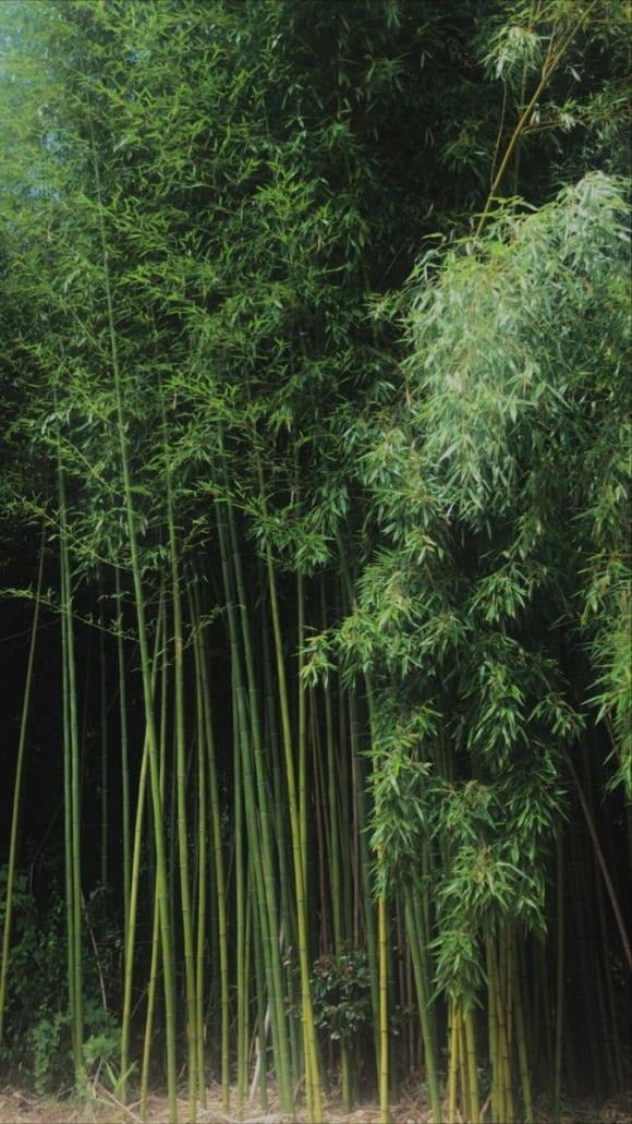 Ngoài ra, nước súc miệng hoặc trà lá tre còn được dân gian sử dụng để giảm viêm lợi, nhiệt miệng nhờ đặc tính kháng khuẩn tự nhiên. 