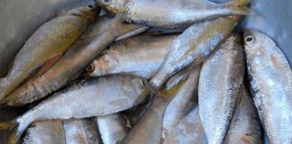 3 loại cá rẻ tiền ở Việt Nam được giáo sư Mỹ khen ngợi: Giàu dinh dưỡng, ít thủy ngân, tốt cho sức khỏe