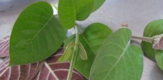 4 món ăn từ lá mơ lông trị đau dạ dày hiệu quả