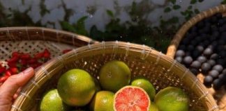 Chanh đào và chanh thường, loại nào tốt hơn cho sức khỏe? Nhiều người vẫn hiểu lầm về 2 loại này