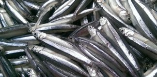 Đi chợ, gặp 7 loại cá này nên mua ngay: Cá tự nhiên, không tăng trọng lại ngọt thịt, bồ ngang tổ yến