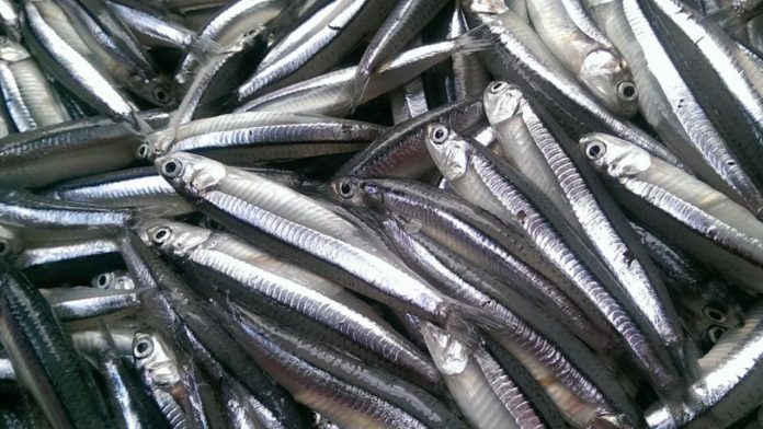 di-cho-gap-7-loai-ca-nay-mua-nga