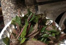 Cây thuốc dòi tím và những hiệu quả không ngờ tới ?