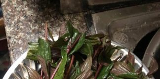 Cây thuốc dòi tím và những hiệu quả không ngờ tới ?