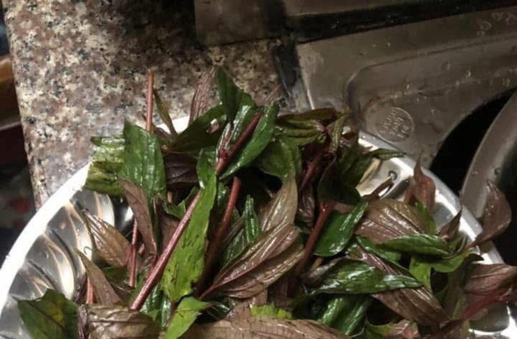 Cây thuốc dòi tím và những hiệu quả không ngờ tới ?