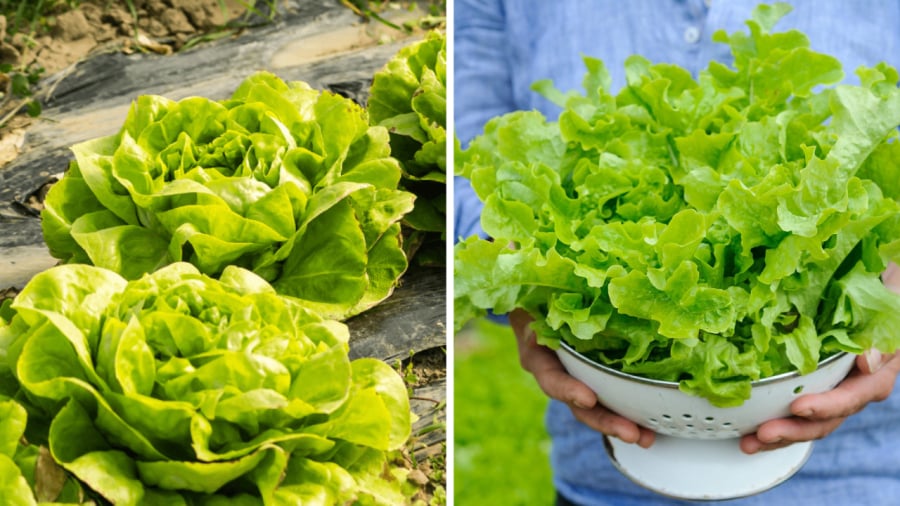 Rau xà lách mang lại nhiều lợi ích cho sức khỏe.