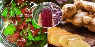 Vì sao uống nước lá tía tô nên thêm gừng?