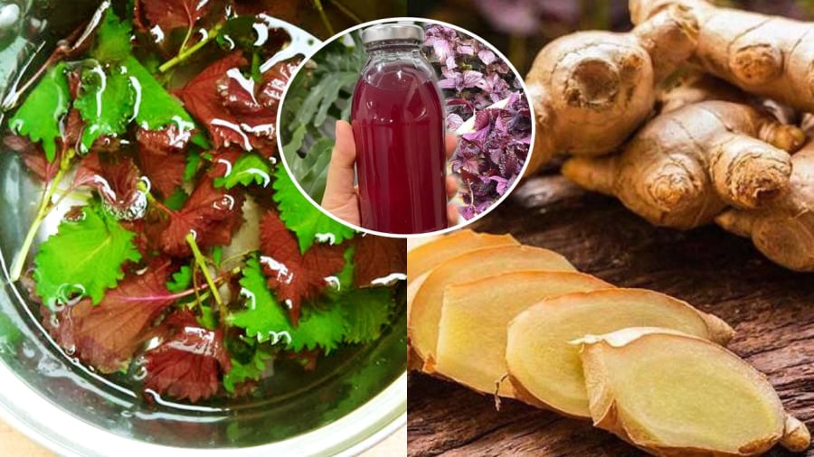Uống nước lá tía tô thêm gừng mang lại nhiều lợi ích cho sức khỏe.