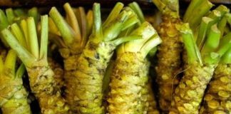 Loại cây gia vị quý hiếm có lá giống rau má, gọi là ‘củ cải’, giá hơn 6 triệu/kg