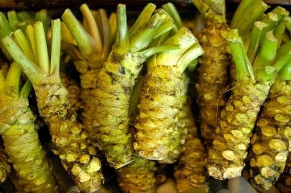 Loại cây này rất “kén tính”: chỉ phát triển ở đất có độ pH từ 6–7 và nguồn nước sạch từ khe suối. 