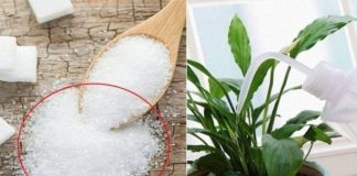 Tưới 1 thìa nước đường cho cây cảnh, điều kỳ diệu sẽ xảy ra, nhiều người tiếc hùi hụi vì sao không biết sớm