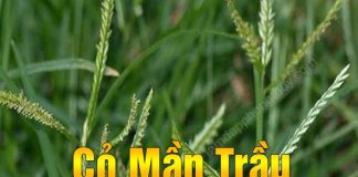 Loại cỏ đun nước uống, tốt hơn Râu ngô Rau má