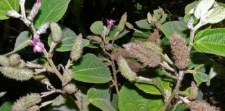 Cây an xoa và những công dụng chữa bệnh mà bạn chưa biết