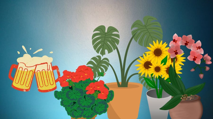 Bia giúp chăm sóc cây cảnh