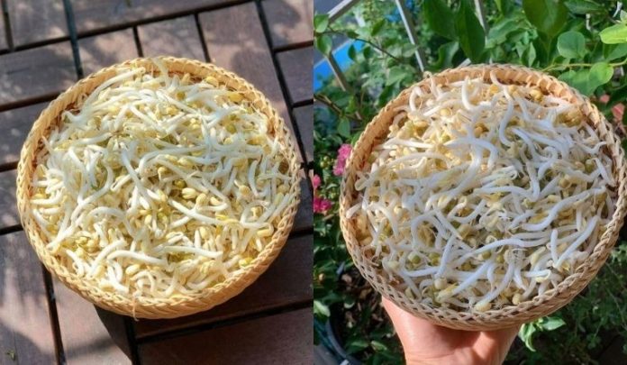 cach-lam-gia-do-khong-can-tuoi-n