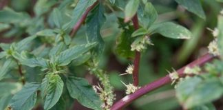 Cây rau dền gai: Cứ tưởng chỉ ăn lá, ai ngờ rễ mới là “mỏ vàng” giúp nông dân đổi đời