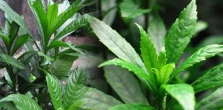 Cây xương sông và những tác dụng không ngờ