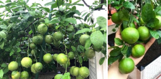 Cách trồng chanh trong chậu cho quả sai lúc lỉu quanh năm, cả nhà ăn không xuể