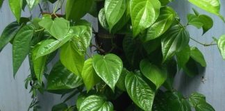 Lợi ích quý giá của lá trầu không, biết sớm hưởng nhiều