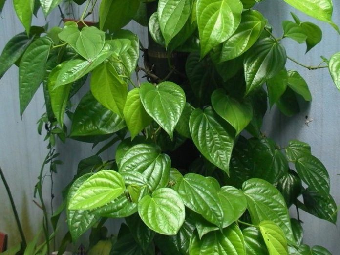 cong-dung-cua-la-trau-khong-3