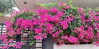 Bí quyết chăm sóc hoa giấy leo giàn, nở rực rỡ đúng Tết