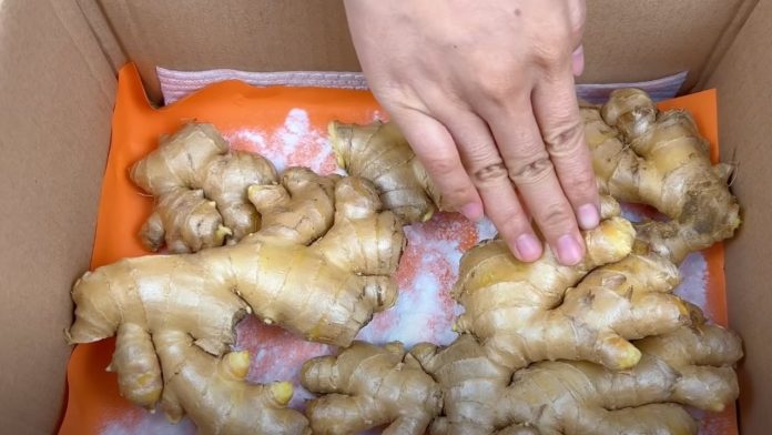 gung-mua-ve-de-vai-hom-la-heo-la