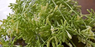 Hoa đu đủ đực ngâm mật ong cực tốt nhưng đại kỵ với 4 người này