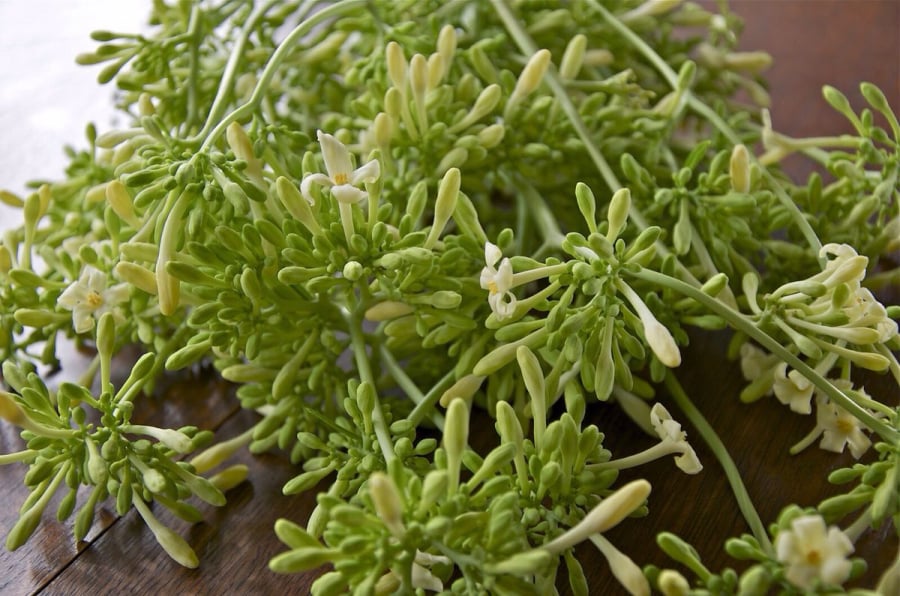 Hoa đu đủ đực