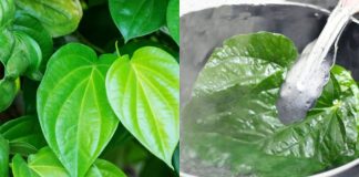 Lá Trầu Không có 5 công dụng chữa bệnh vô cùng hữu ích này