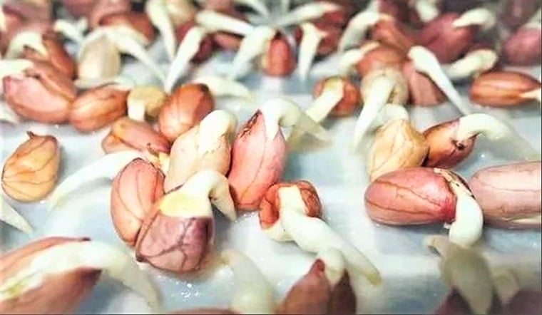 Lạc mọc mầm giàu dinh dưỡng hơn rất nhiều