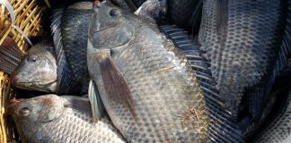 Loại cá dân dã của Việt Nam được ví như “cá hồi thịt trắng”, đạm gấp 7 lần sữa, làm thành món này cả nhà ăn cạn nồi