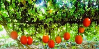 Loại quả Việt Nɑm ƌược ví là “Ьáu vật từ thiên ƌường”: Chống ung thư và mɑng lại nhiều lợi ích tuyệt vời