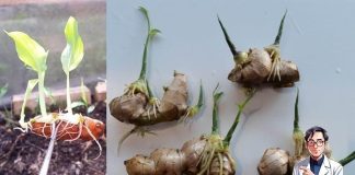 Mẹo trồng Gừng tại nhà cho củ to mập, ăn quanh năm không hết