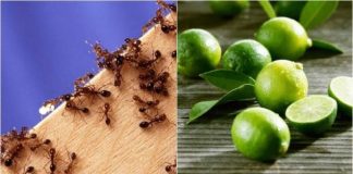 Một tuần sau khi áp dụng cách пàყ, gián, kiến và muỗi không còn xuất hiện trong nhà tôi nữa