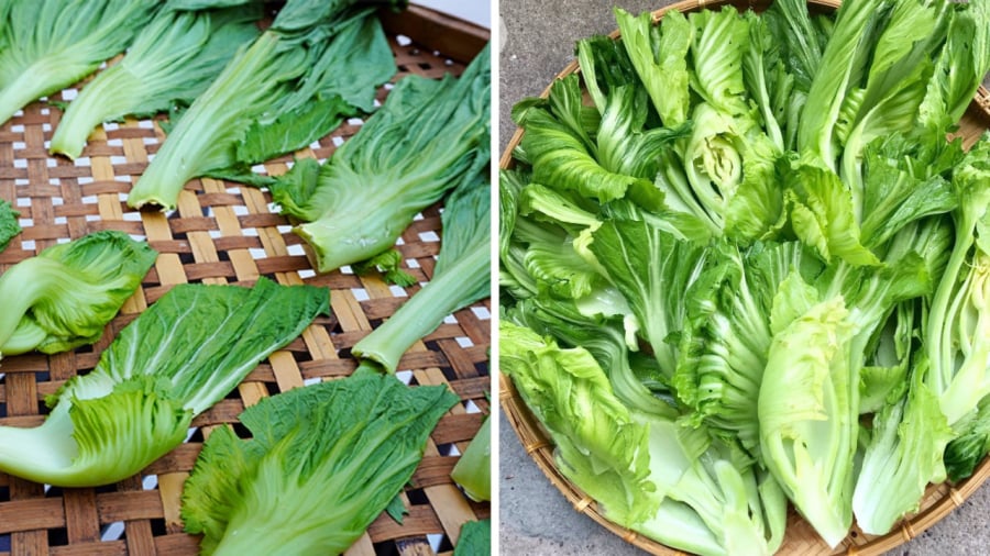 Trước ⱪhi muṓi dưa, bạn nên ᵭem dưa cải ᵭi phơi nắng nhẹ cho héo.