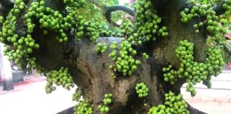 Người thuộc 2 mệnh này trồng cây sung, tài lộc ùn ùn kéo đến, quanh năm no đủ